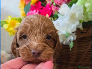 Cockapoo dogs Health tested cockerpoo F1 pups licensed Breeder - Advert 6