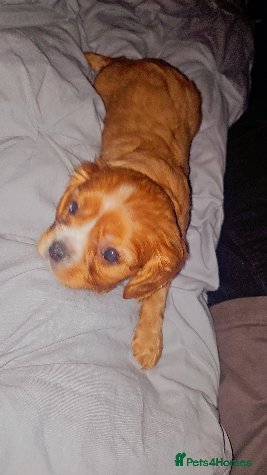 Cavalier King Charles Spaniel dogs for sale: Cavalier king charles puppys READY NOW pedigree KC - Advert 28