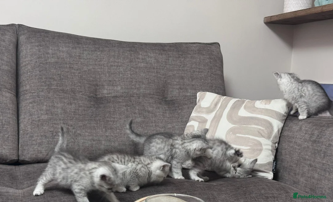 British Shorthair cats for sale: TICA Registered BSH Kittens - Advert 13