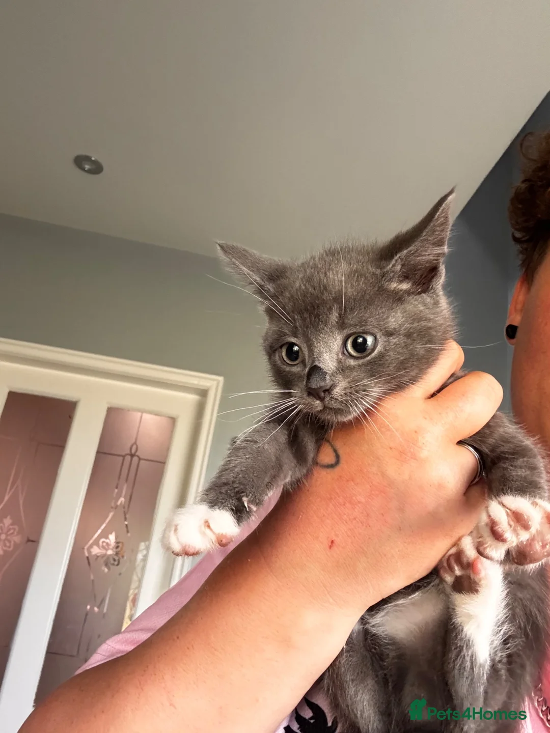 Mixed Breed cats for sale: Kittens ready for there forever homes  - Advert 2
