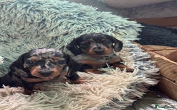 Miniature Dachshund dogs for sale: Smooth haired miniature dachshunds  - Image 5