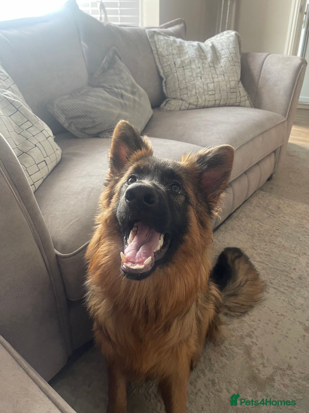German Shepherd dogs for sale: German Sheppard Female - Image 4