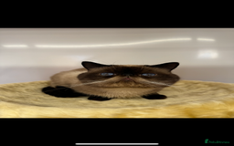 Exotic cats for sale: exotic kittens  - Image 6