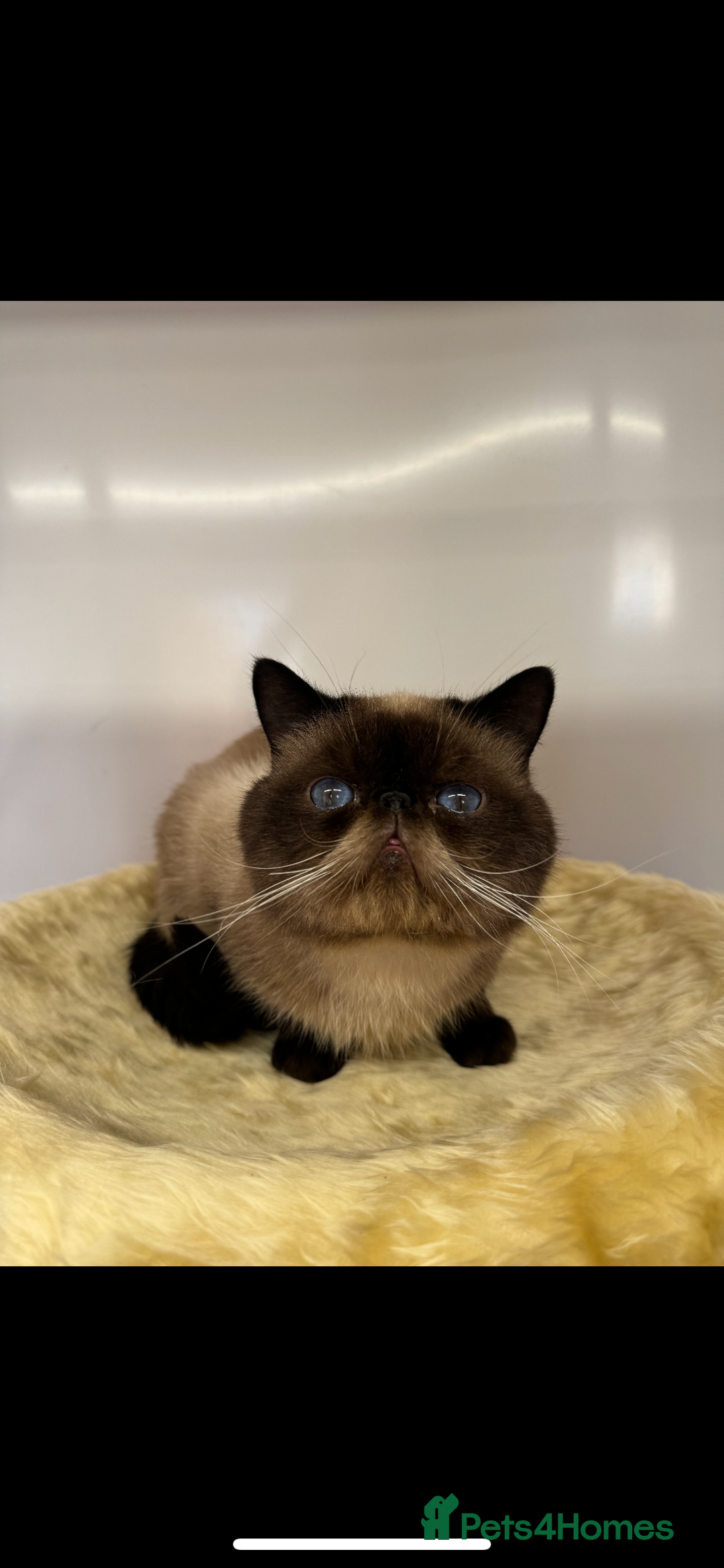 Exotic cats for sale: exotic kittens  - Image 6
