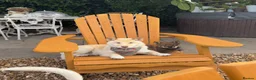 Japanese Shiba Inu dogs for sale: IZAIGA Shiba Inu –Breeder Co-Ownership Opportunity - Advert 6