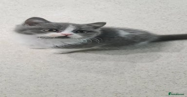 British Shorthair cats LAST KITTEN *READY NOW* - Advert 1