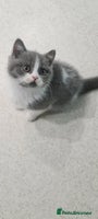 British Shorthair cats LAST KITTEN *READY NOW* - Advert 5