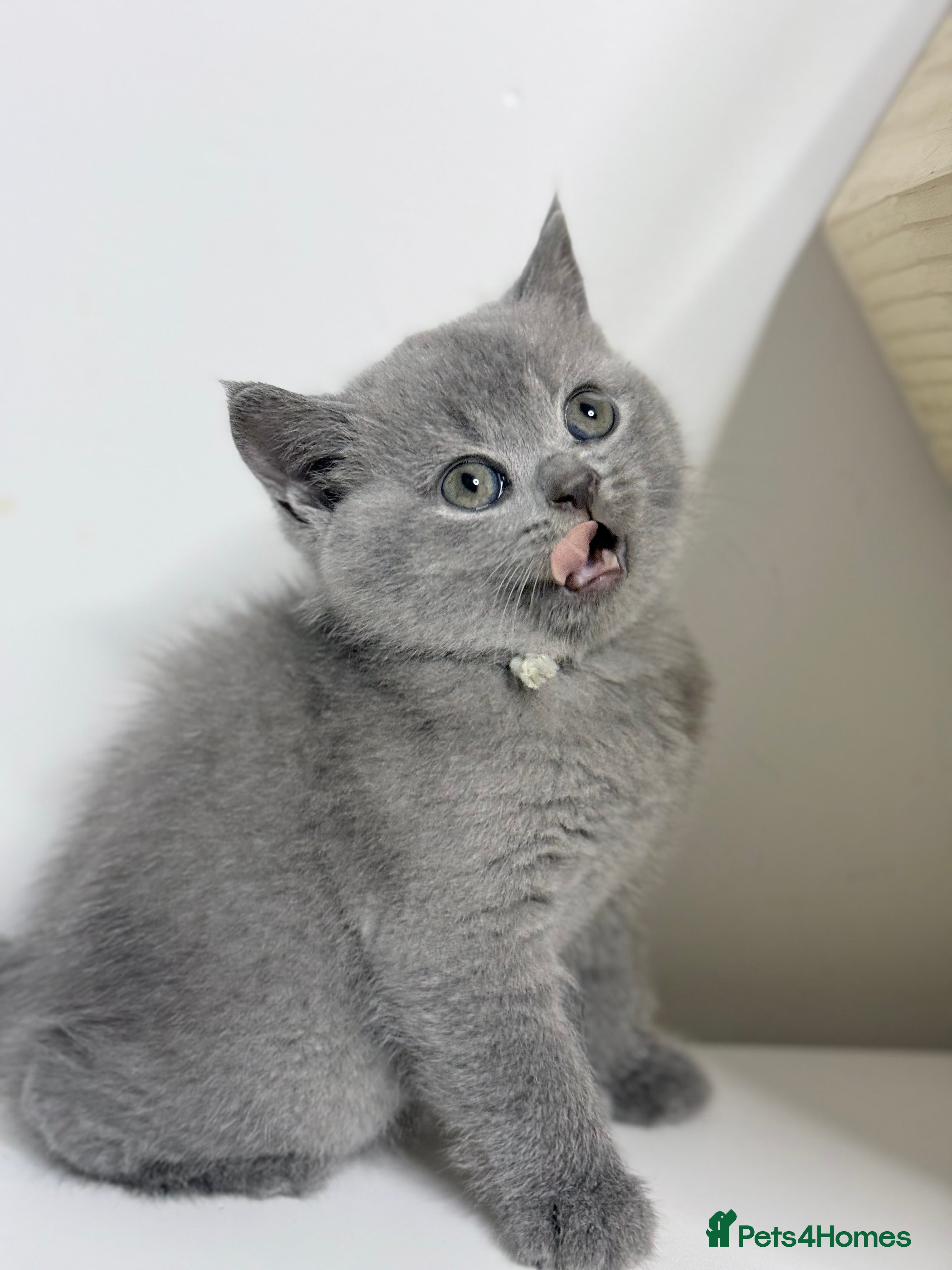 British Shorthair cats PURRING 100% PURE SILVER BLUE Champions - Advert 2
