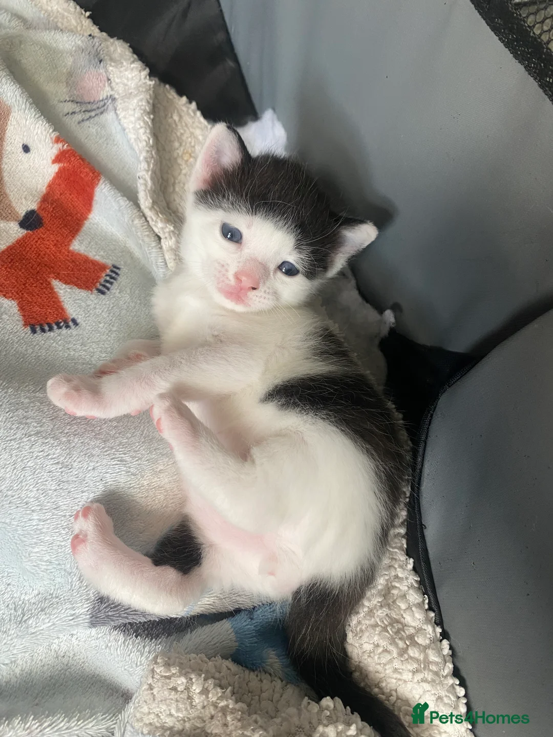 American Wirehair cats for sale: Kittens for Sale - Advert 4
