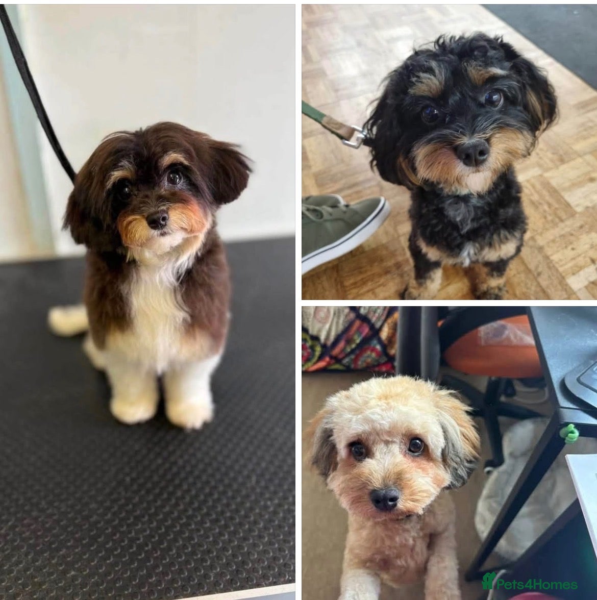 Cavapoo dogs WAITING LIST Toy cavapoo puppies  - Advert 1