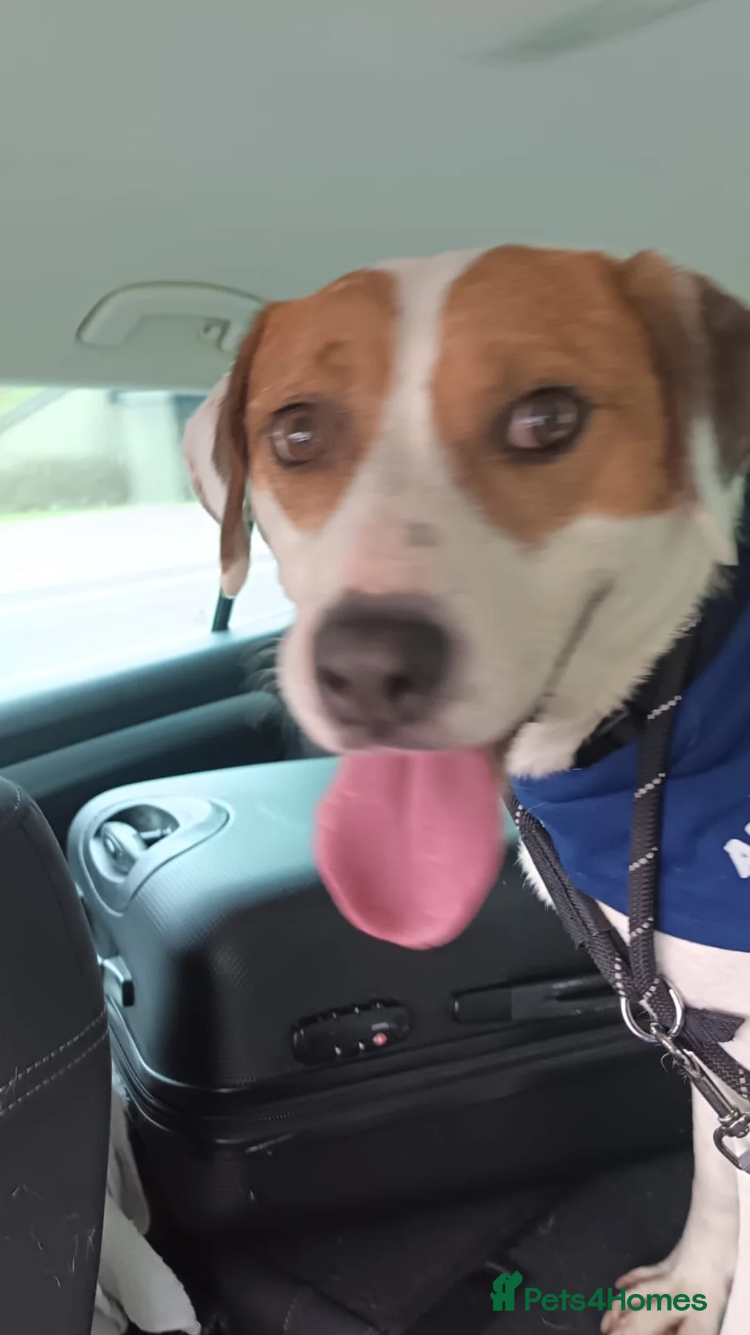 Mixed Breed dogs for adoption: Pamela  in Droitwich - Advert 2