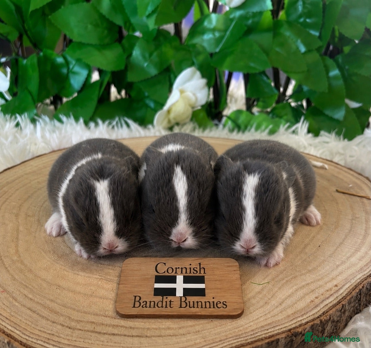 Mini Lop rabbits Pure bred miniature lop bunnies - Advert 2