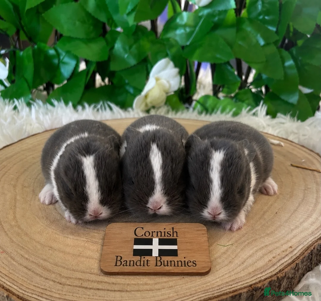 Mini Lop rabbits for sale: Pure bred miniature lop bunnies - Advert 1