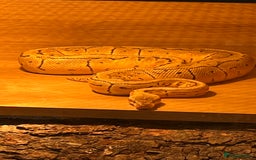 Python Snake reptiles for sale: Lemon blast royal python - Image 3