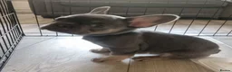 French Bulldog dogs for sale: Ready now KC registered Frenchie puppies LAST ONE - Advert 3
