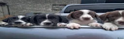Sprollie dogs for sale: Sprollie pups - Advert 3