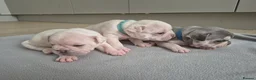 French Bulldog dogs for sale: Pet litter Frenchies with rope female - Advert 15