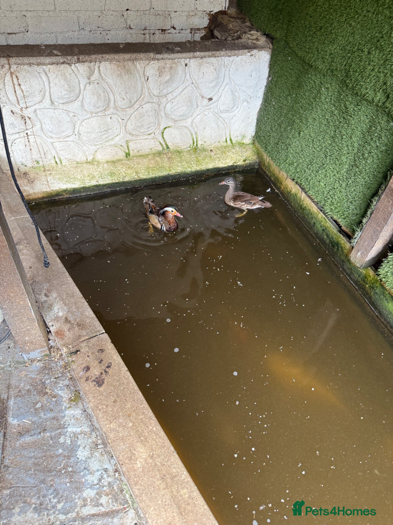 Ducks poultry for sale: Mandarin ducks - Advert 2