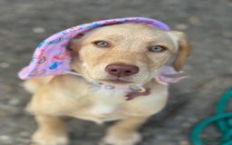 Labrador Retriever dogs for sale: nearly 7 month old labrador girl - Image 24
