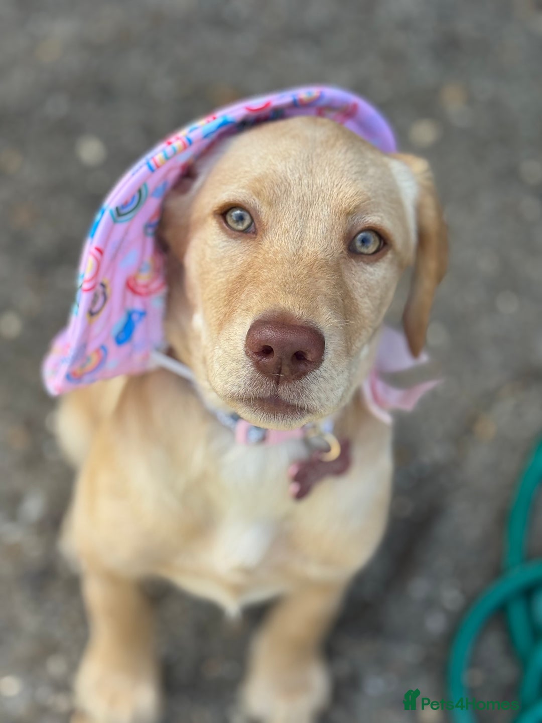 Labrador Retriever dogs for sale: nearly 7 month old labrador girl - Image 24