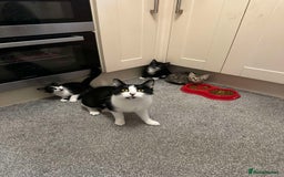 British Shorthair cats for sale: 5 cute cats  - Image 9