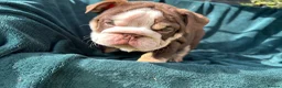 English Bulldog dogs for sale: 🌟 Quality English Bulldog Puppies ⭐️  - Advert 14