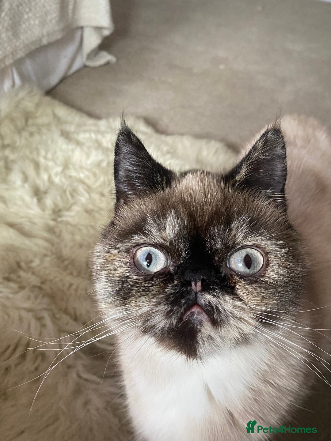 Exotic cats for sale: Fawn colour point Merle Exotic  - Image 2