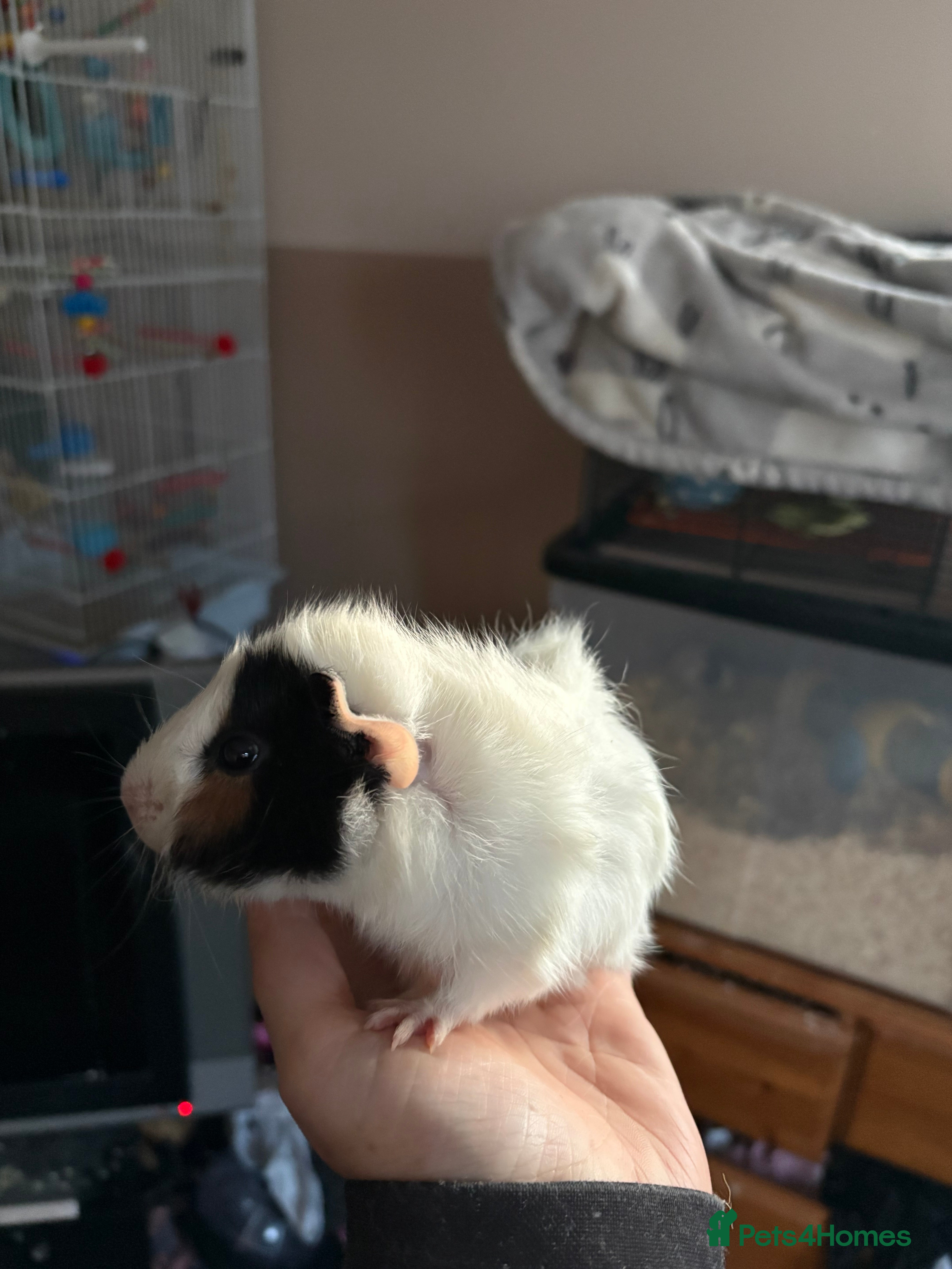 Guinea Pig rodents Baby Guinea pigs  in Haverhill - Advert 4