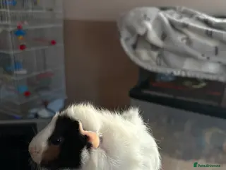 Guinea Pig rodents Baby Guinea pigs in Haverhill - Advert 3