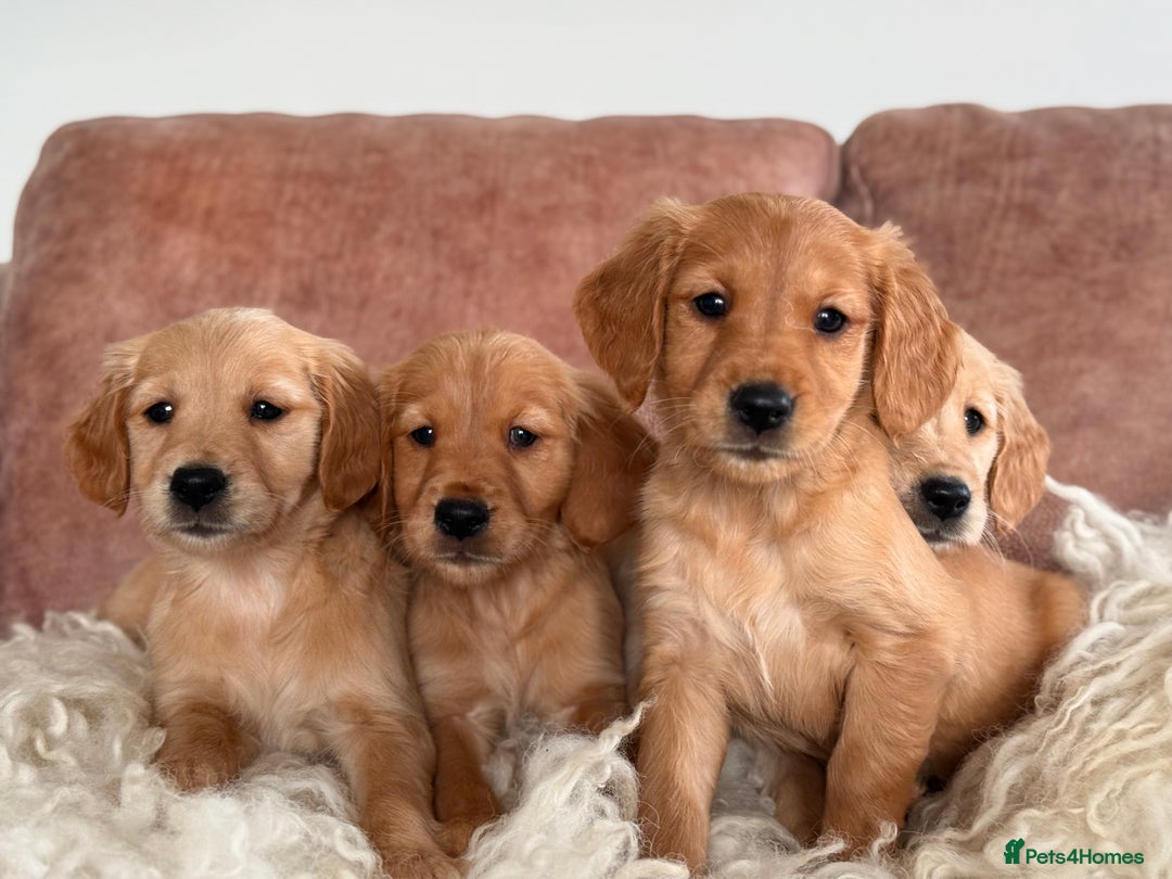 Golden Retriever dogs for sale: Beautiful KC working golden retriever puppies  - Image 6