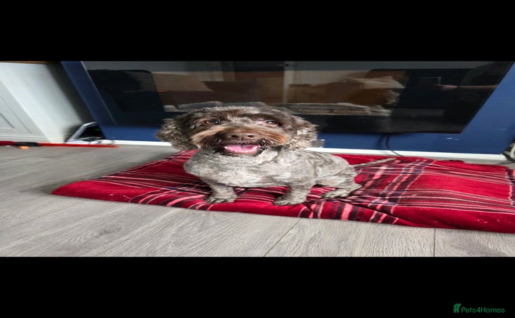 Cockapoo dogs - Advert 1