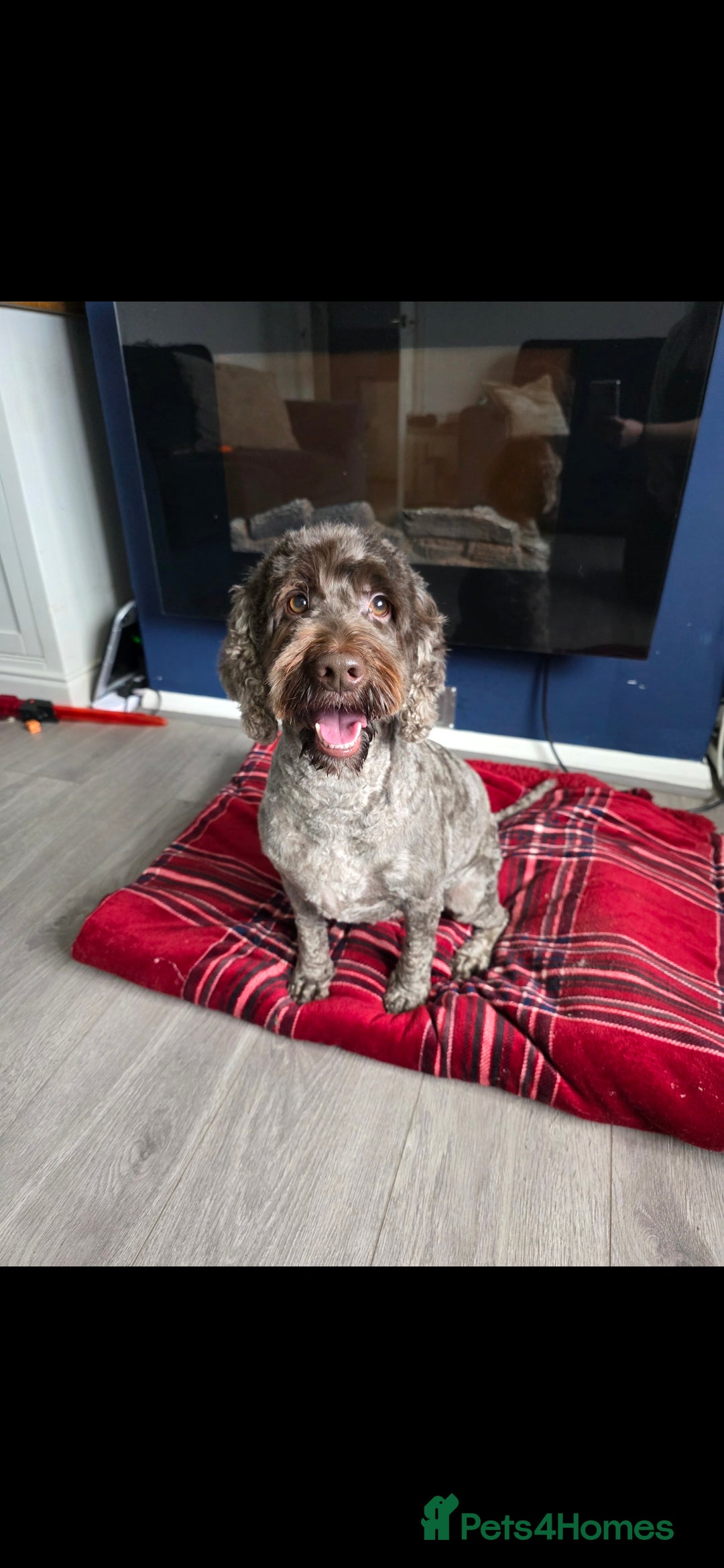Cockapoo dogs for sale: 4year old Male cockerpoo  - Image 1
