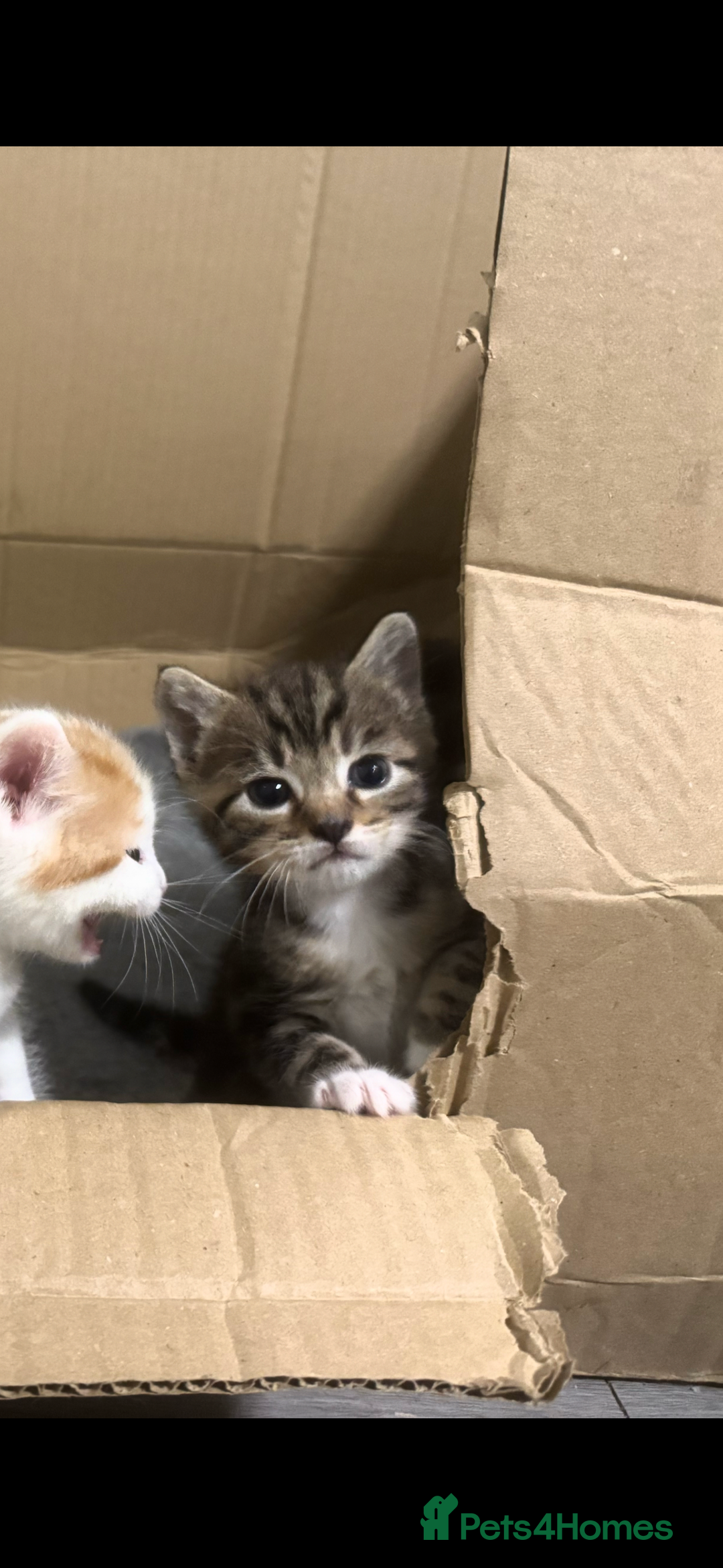 Domestic Shorthair cats for sale: 3 beautiful kittens - Image 11
