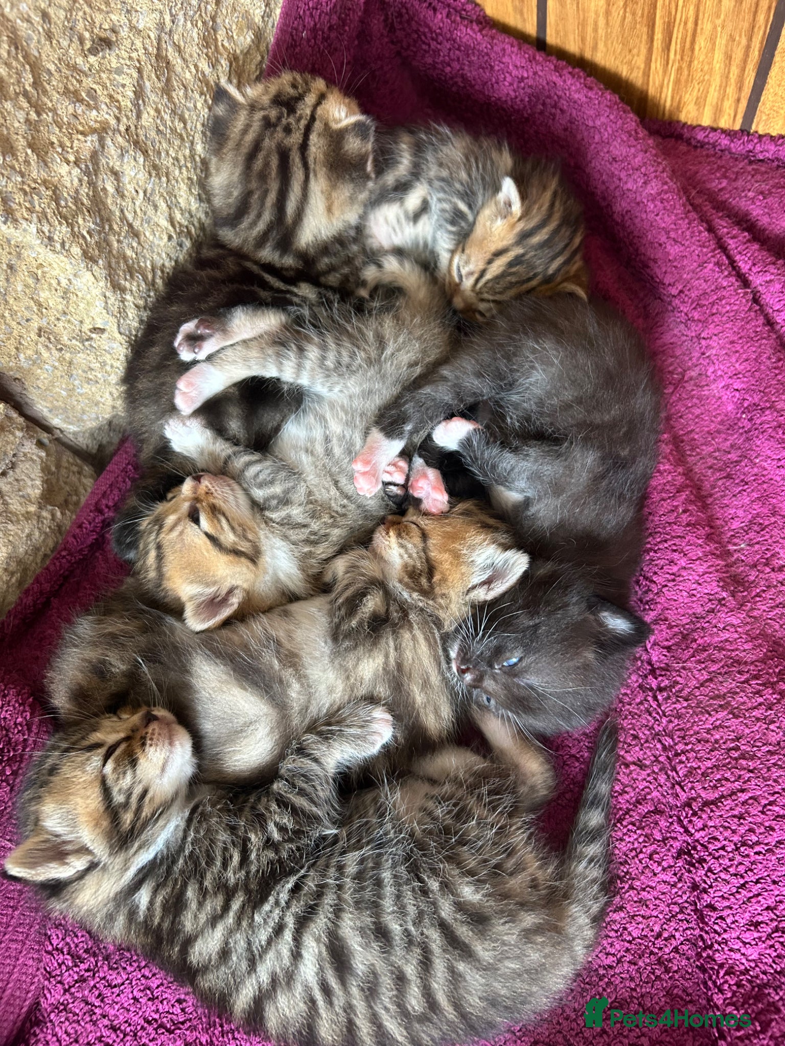 Persian cats X6 Beautiful fluffy persian X Bengal kittens  - Advert 3