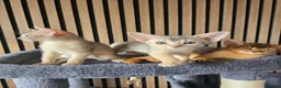 Abyssinian cats for sale: Beautiful Abyssinian Kitten  - Advert 1