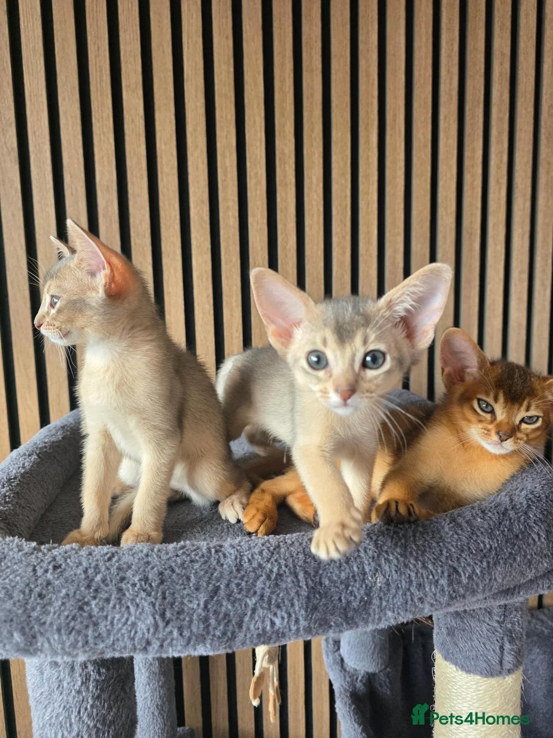 Abyssinian cats for sale: Beautiful Abyssinian Kitten  - Advert 1