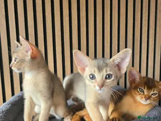 Abyssinian cats Beautiful Abyssinian Kitten - Advert 4
