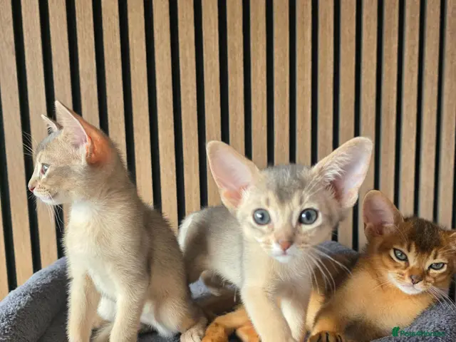 Abyssinian cats Beautiful Abyssinian Kitten - Advert 1