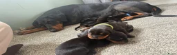 Dobermann dogs for sale: Dobermans for sale in Ayr - Advert 10