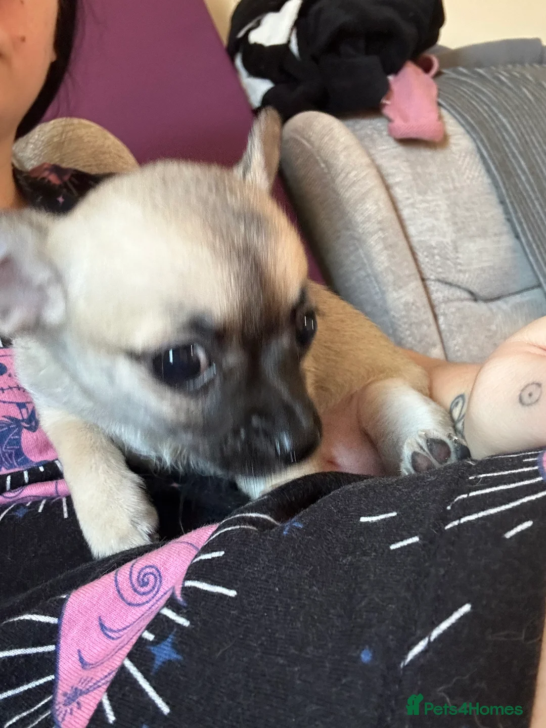 Mixed Breed dogs for sale: Chi x looking for loving home - Advert 2