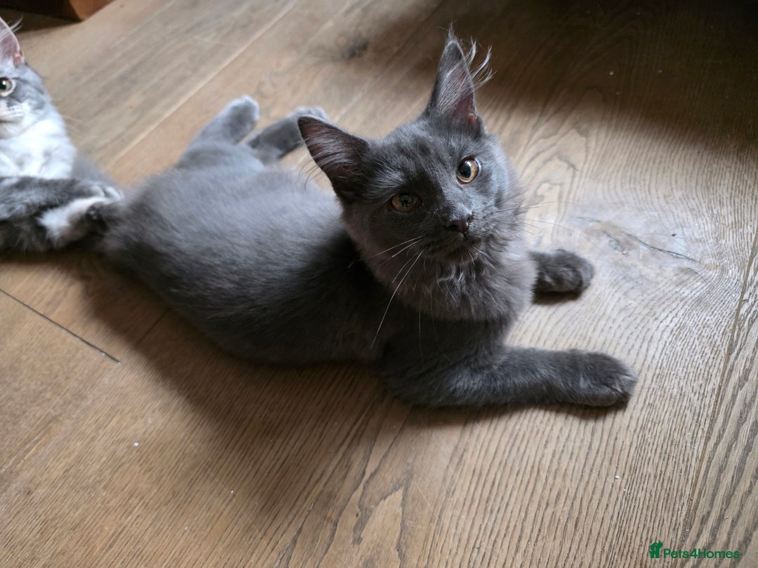 Maine Coon cats for sale: Three beautiful Maine Coon kittens - Advert 6