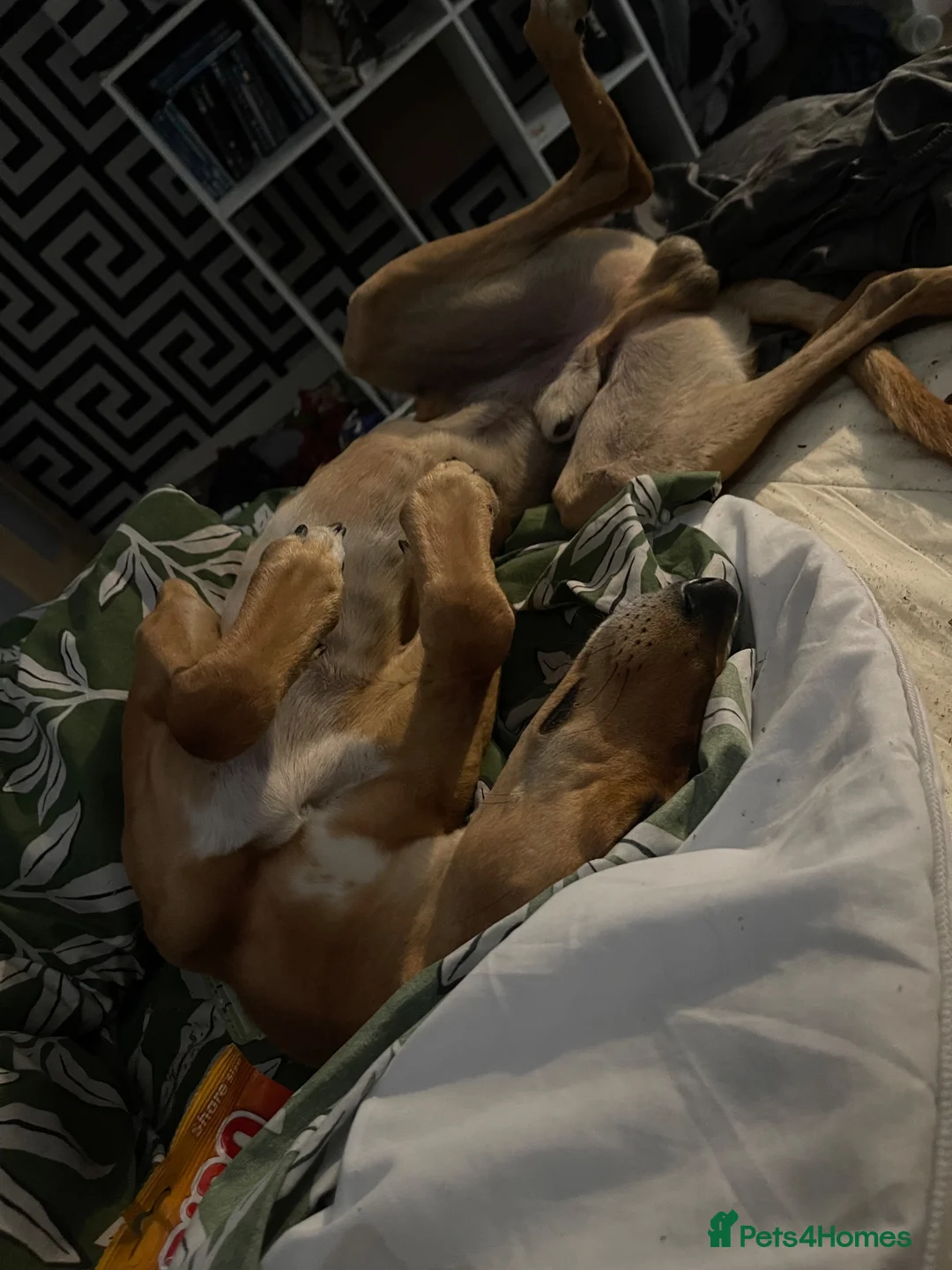 Mixed Breed dogs for sale: Male and female lurcher  - Advert 2