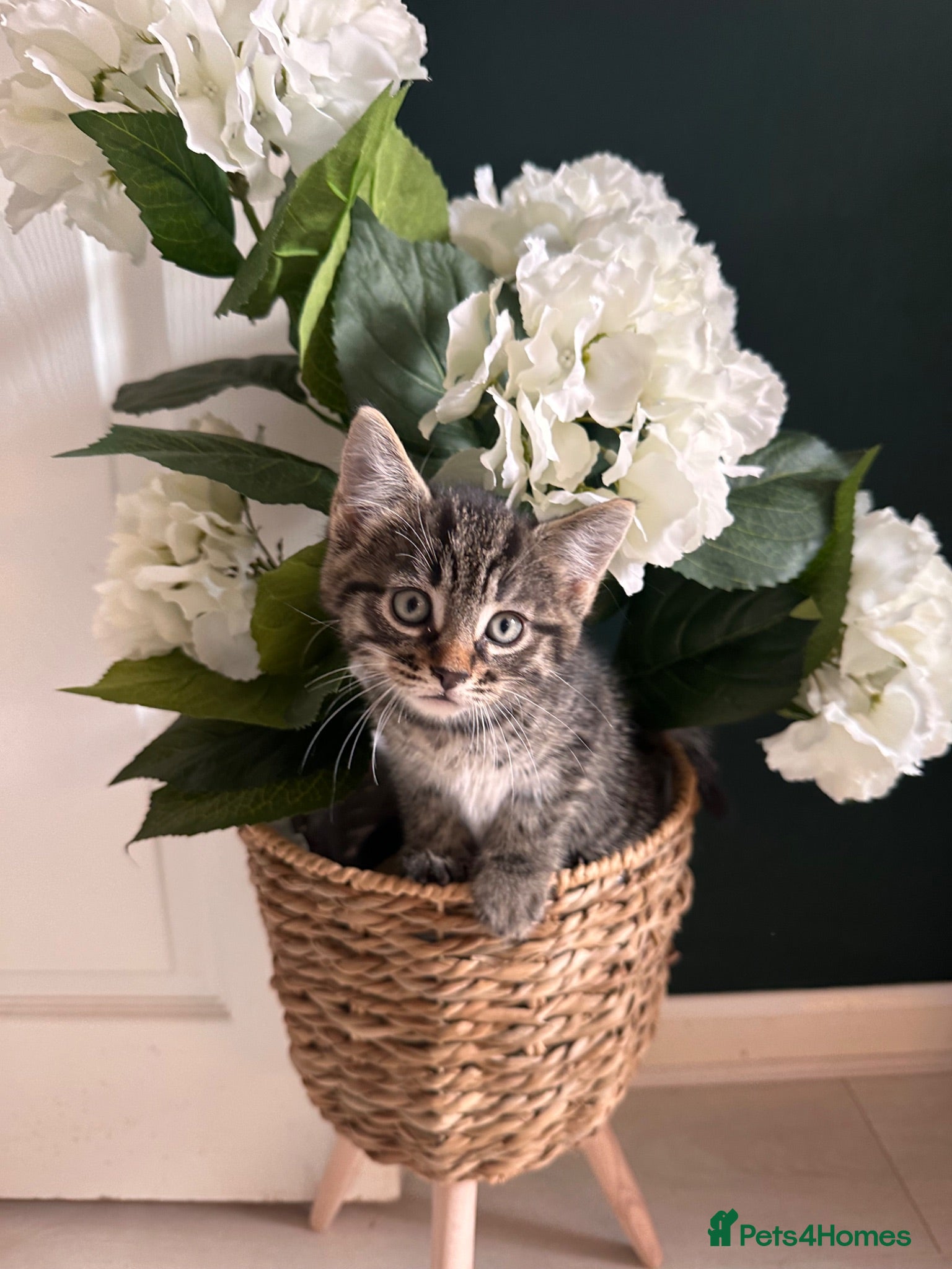 Mixed Breed cats Adorable Kittens Ready Now – 2 Boys & 1 Girl 🐾 - Advert 7