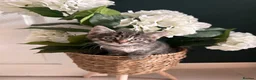 Mixed Breed cats for sale: Adorable Kittens Ready Now – 2 Boys & 1 Girl 🐾 - Advert 1