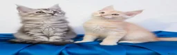 Maine Coon cats for sale: Beautiful GCCF mixed silver kittens - Advert 12