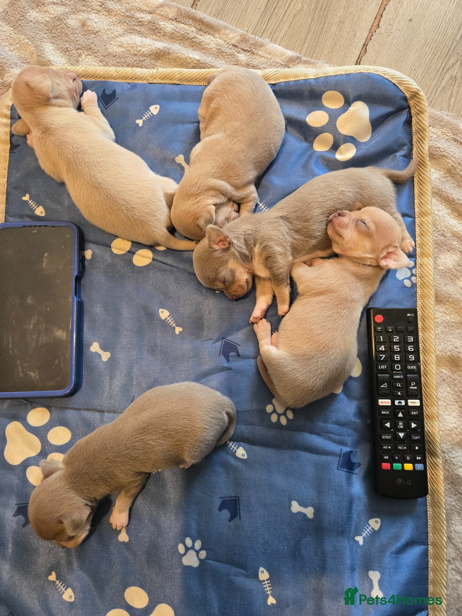 Chihuahua dogs for sale: Cute Chihuahua Crew Looking 4 Their 4ever Humans  - Advert 1