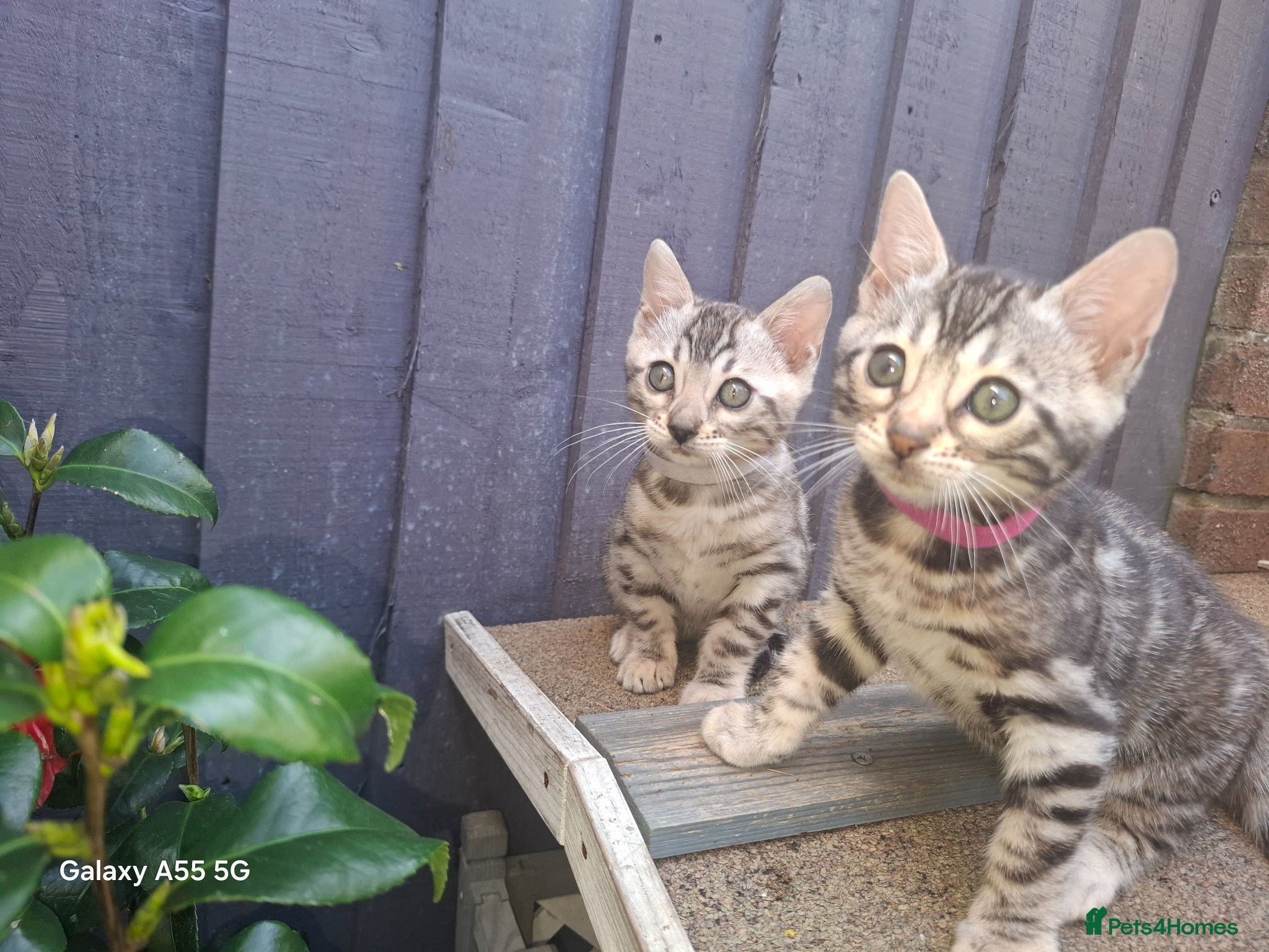 Bengal cats Outstanding Bengal Kittens – 5★ Licensed Cattery - Advert 2