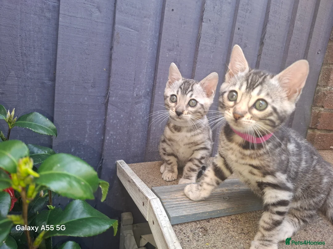 Bengal cats for sale: Outstanding Bengal Kittens – 5★ Licensed Cattery - Advert 2