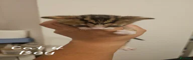 Bengal 4