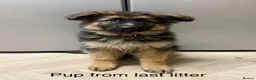 German Shepherd dogs for sale: Purebred German shepherd puppies  - Advert 28